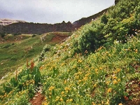 wildflowers